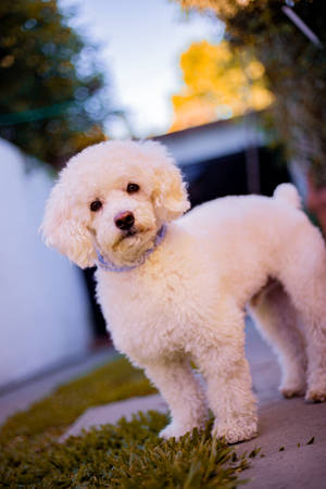 Groomed Miniature White Poodle Wallpaper