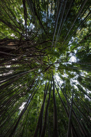 Ground's View Rainforest Wallpaper