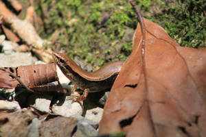 Ground Skink Brown Close Up Wallpaper