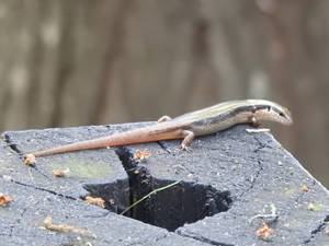 Ground Skink Japanese Lizard Reptile Wallpaper