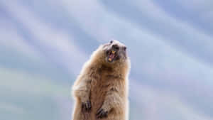 Groundhog Standing Agitated Wallpaper