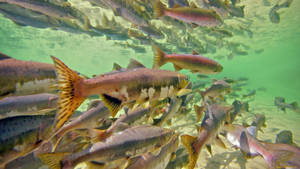 Group Of Fish In The River Wallpaper