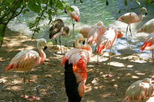 Group Of Flamingos Under A Shade Wallpaper