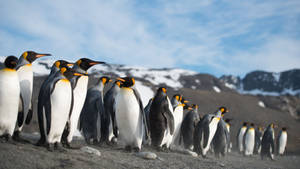 Group Of Penguins Wallpaper