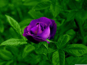 Growing Purple Rose Flower Wallpaper