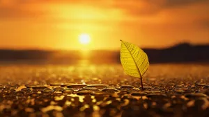 Growing Seedling By The Sunrise Hd Photography Wallpaper