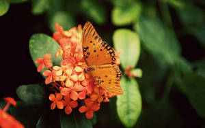 Gulf Fritillary Orange Butterfly Wallpaper
