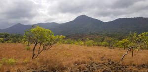 Guyana Iwokrama Forest Wallpaper