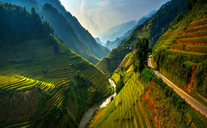 Ha Giang Vietnam Agriculture Wallpaper