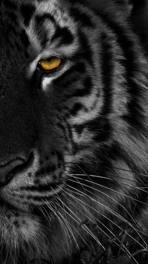 Half Face Of Black Tiger Wallpaper