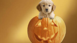 Halloween Aesthetic Cute Puppy Wallpaper