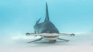 Hammer Head Black Shark Wallpaper