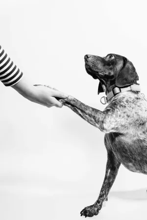 Hand And Dog Paw Grayscale Wallpaper
