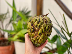 Hand Holding Custard Apple Wallpaper