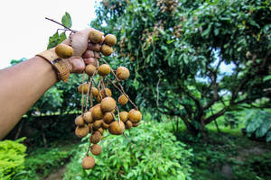 Hand Holding Longan Fruits Wallpaper