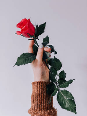 Hand Holding Red Rose Wallpaper