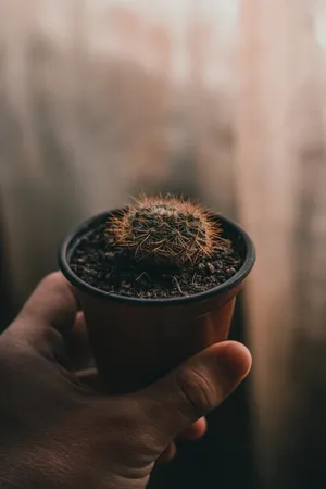 Hand Holding Round Baby Cactus Wallpaper