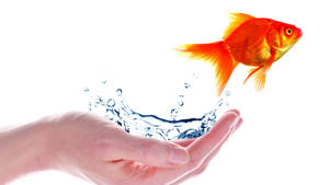 Hand, Water And Goldfish Wallpaper
