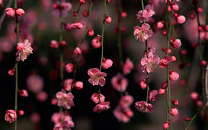 Hanging Blossoms Flower Desktop Wallpaper