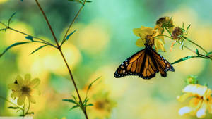 Hanging Down Butterfly On Flower Wallpaper