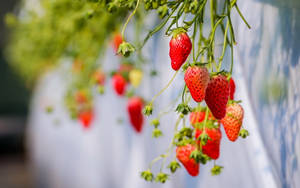 Hanging Underweight Strawberries Wallpaper