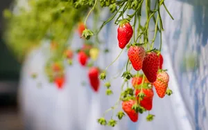 Hanging Underweight Strawberries Wallpaper