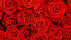 Happy Birthday Red Rose Flowers Wallpaper