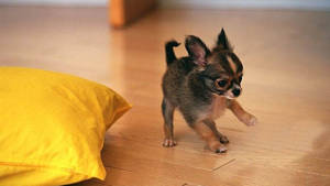 Happy Chihuahua Puppy Wallpaper
