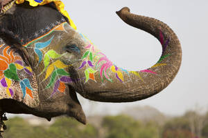 Happy Elephant Happy Holi Hd Wallpaper