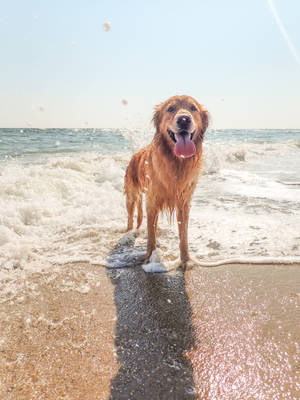 Happy Golden Retriever Beach Photo Wallpaper