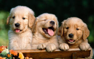 Happy Puppy Triplets Picture Wallpaper