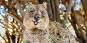 Happy Quokkain Nature.jpg Wallpaper