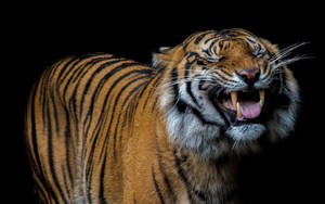 Happy Tiger Predator Smile Wallpaper