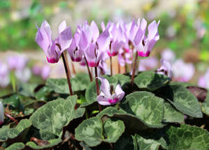 Hardy Cyclamen Plant Wallpaper