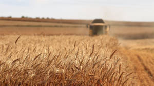 Harvesting Brown Cereals Farm Field Wallpaper