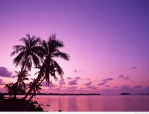 Have A 'pink Summer' Wallpaper