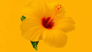 Hawaiian Hibiscus Wallpaper