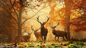 Hd Autumn Elk Wallpaper
