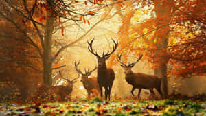 Hd Autumn Elk Wallpaper