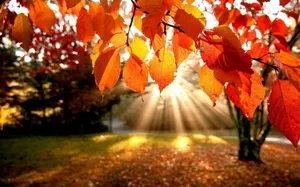 Hd Autumn Sunlight Through Leaves Wallpaper