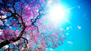Hd Cherry Blossom Computer Background Wallpaper