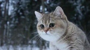 Hd Chubby Cat Wallpaper