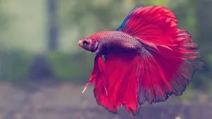 Hd Fish Red Siamese Betta Tail Wallpaper