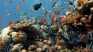 Hd Fishes At Ras Mohamed Nature Reserve Wallpaper