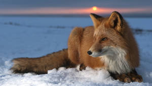 Hd Fox In Sunset Wallpaper