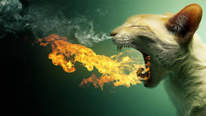 Hd Funny Cat Fire Breath Wallpaper