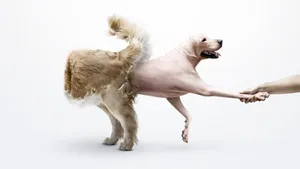Hd Funny Dog Wallpaper