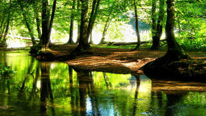 Hd Landscape Green Forest Stream Wallpaper