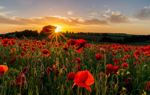 Hd Landscape Poppy Field Wallpaper