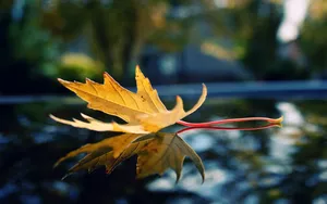 Hd Maple Leaf In Water Wallpaper